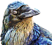 Graypia 2411